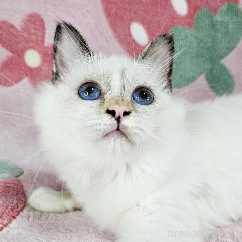 販売中の東京都のバーマン-130820の5枚目