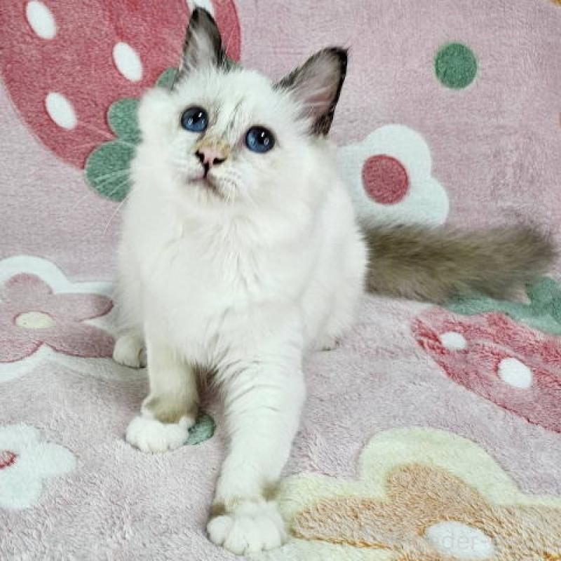 販売中の東京都のバーマン-130820の4枚目