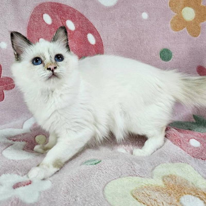 販売中の東京都のバーマン-130820の3枚目