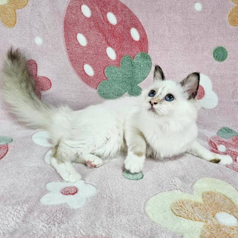 販売中の東京都のバーマン-130820の2枚目