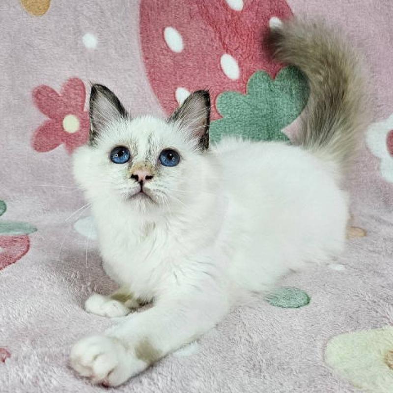 販売中の東京都のバーマン-130820の1枚目