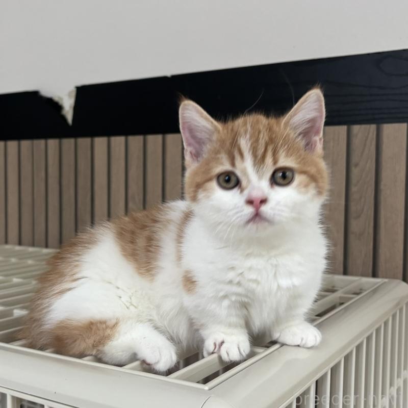 販売中の千葉県のミヌエット(短足)-130822の13枚目