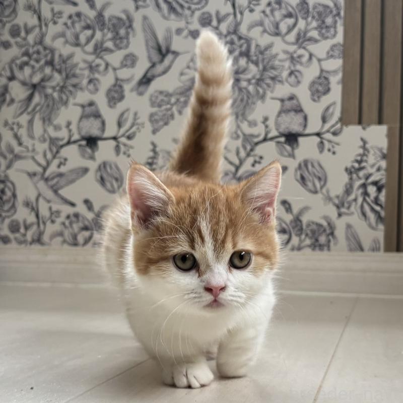 販売中の千葉県のミヌエット(短足)-130822の12枚目