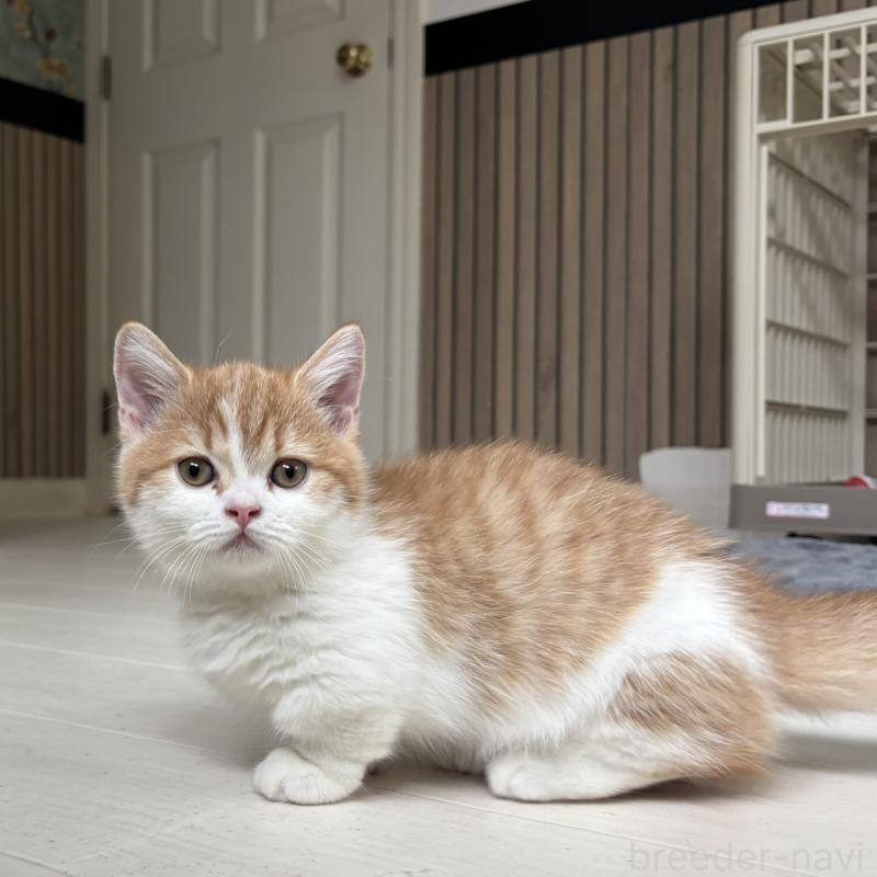 販売中の千葉県のミヌエット(短足)-130822の11枚目