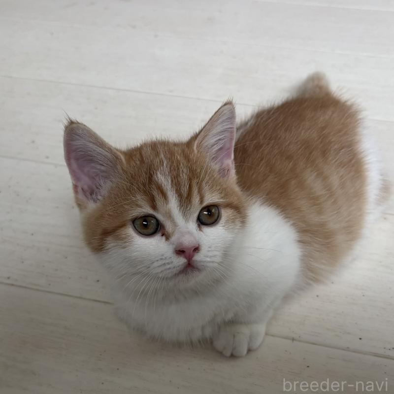 販売中の千葉県のミヌエット(短足)-130822の10枚目