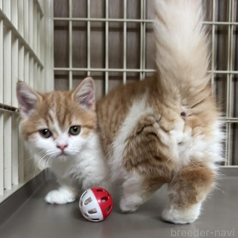 販売中の千葉県のミヌエット(短足)-130822の9枚目