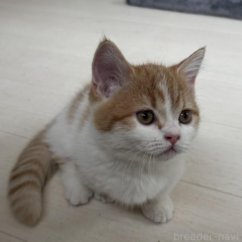 販売中の千葉県のミヌエット(短足)-130822の8枚目