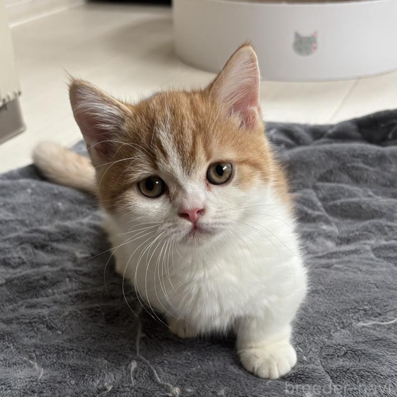 販売中の千葉県のミヌエット(短足)-130822の7枚目