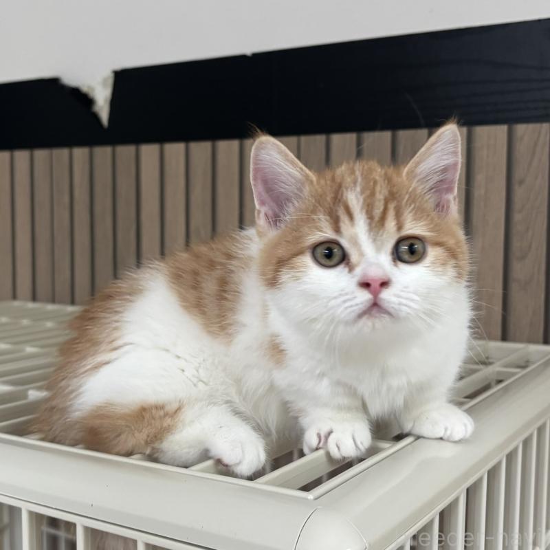 販売中の千葉県のミヌエット(短足)-130822の6枚目