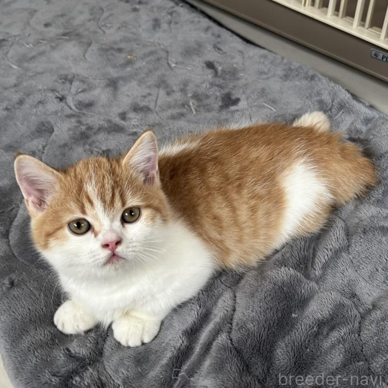 販売中の千葉県のミヌエット(短足)-130822の5枚目