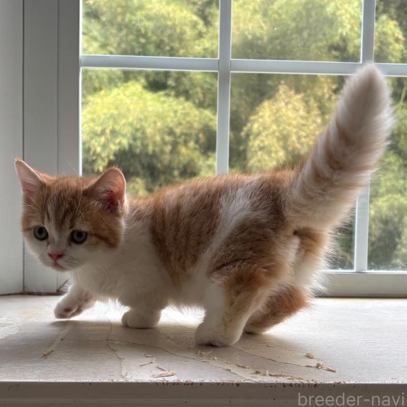 販売中の千葉県のミヌエット(短足)-130822の4枚目