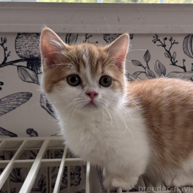 販売中の千葉県のミヌエット(短足)-130822の3枚目