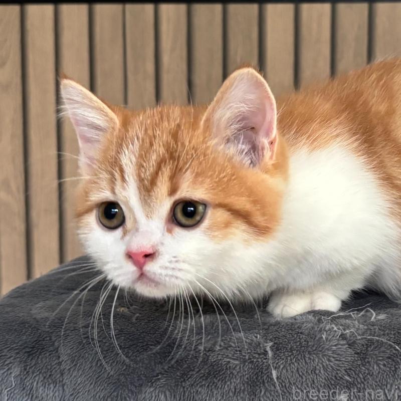 販売中の千葉県のミヌエット(短足)-130822の2枚目