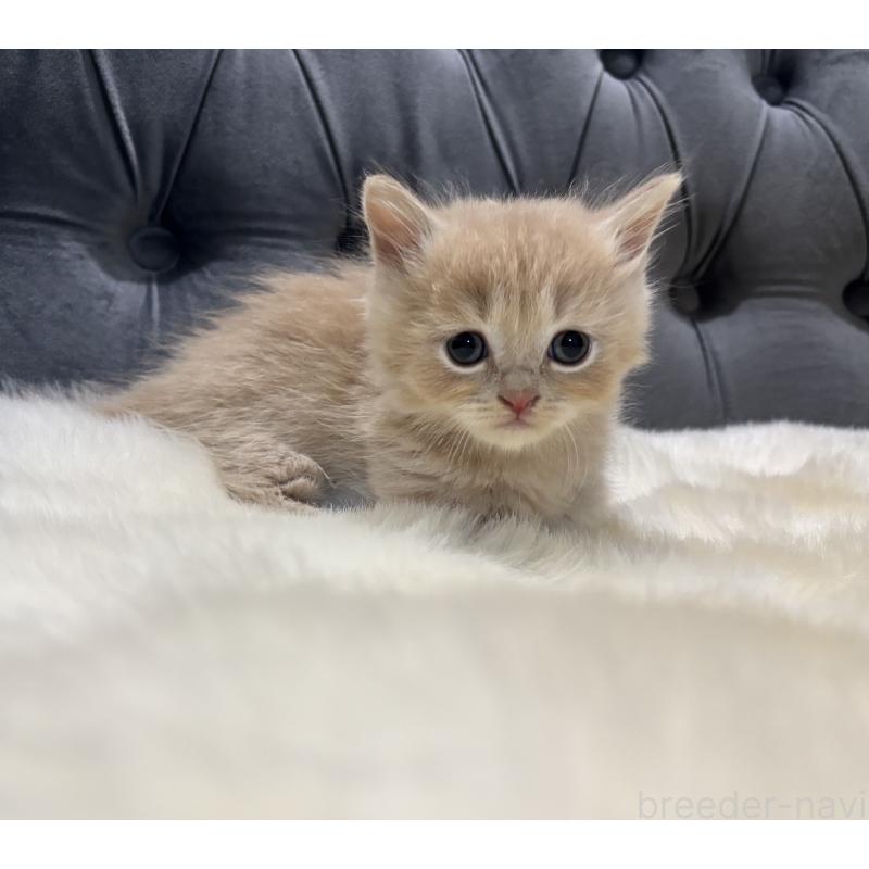 商談中の鹿児島県のマンチカン(短足)-129500の9枚目