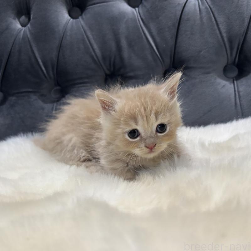 商談中の鹿児島県のマンチカン(短足)-129500の8枚目