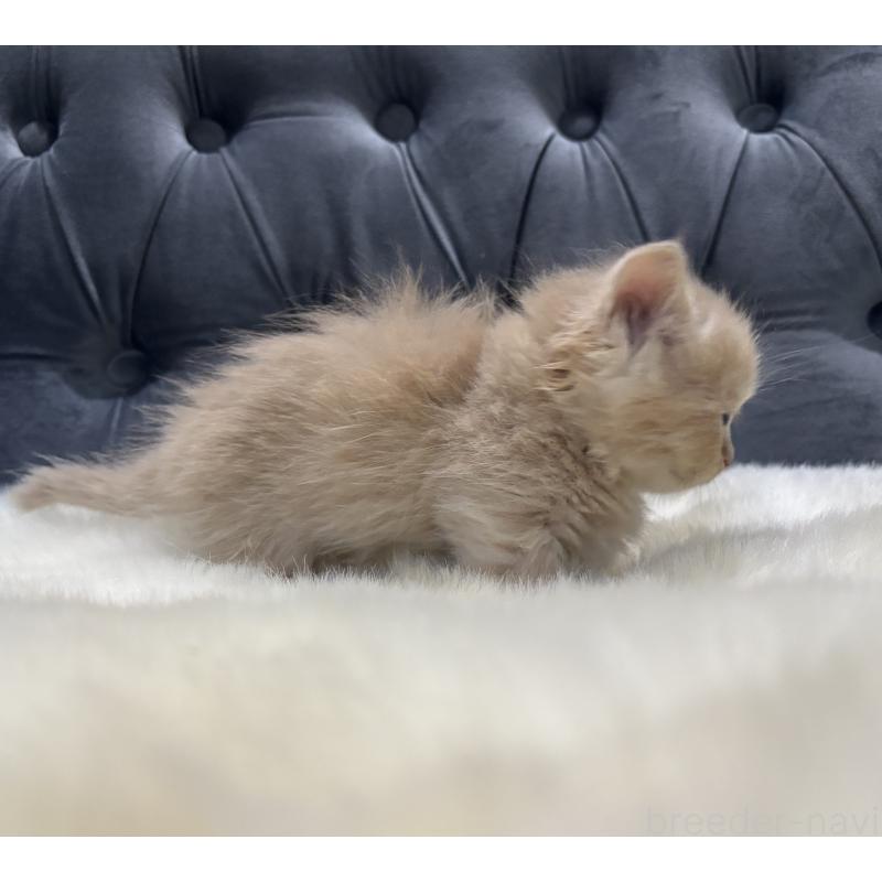 商談中の鹿児島県のマンチカン(短足)-129500の7枚目