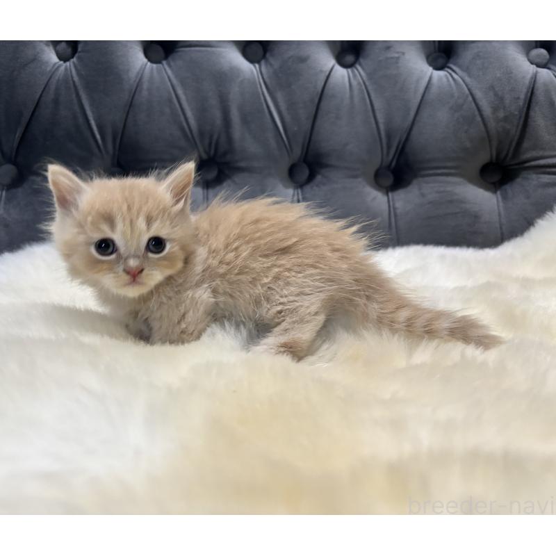 商談中の鹿児島県のマンチカン(短足)-129500の6枚目