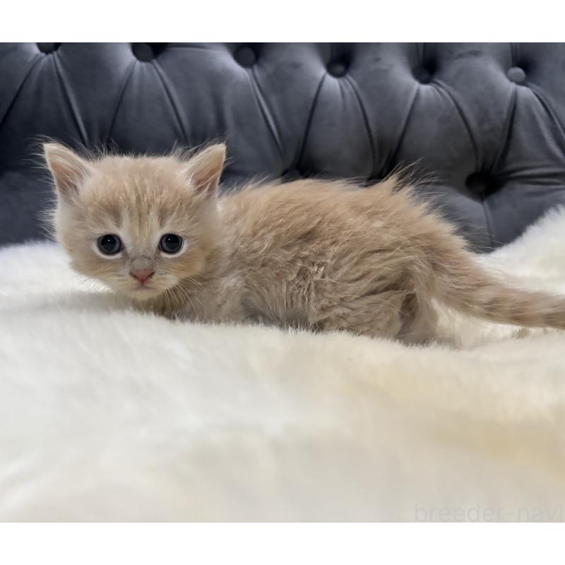 商談中の鹿児島県のマンチカン(短足)-129500の5枚目