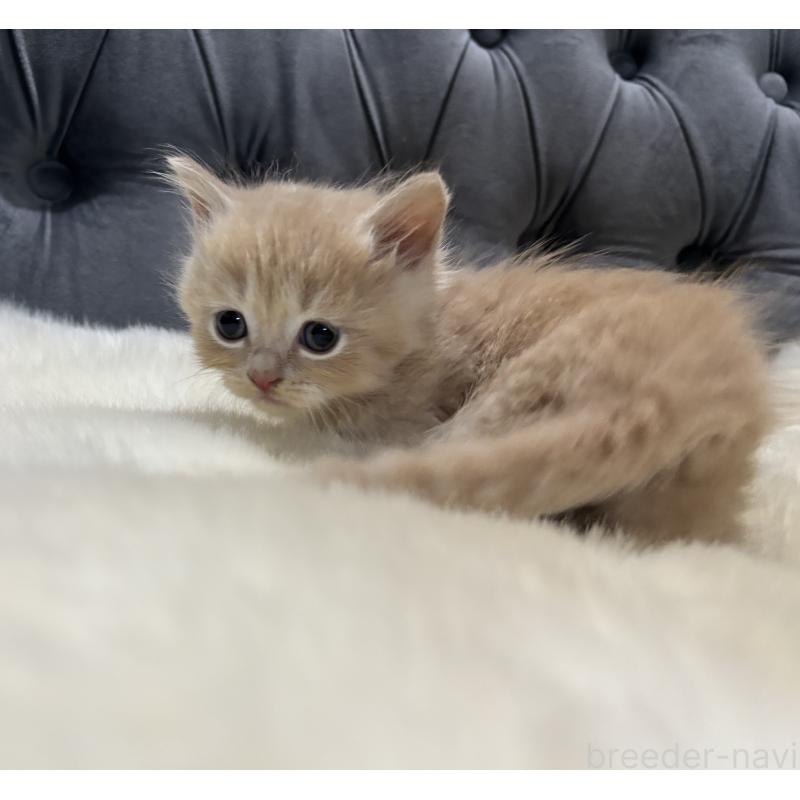 商談中の鹿児島県のマンチカン(短足)-129500の4枚目