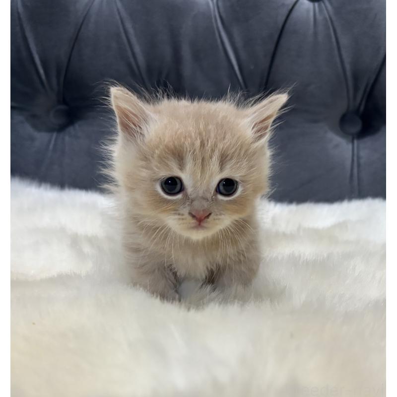 商談中の鹿児島県のマンチカン(短足)-129500の3枚目