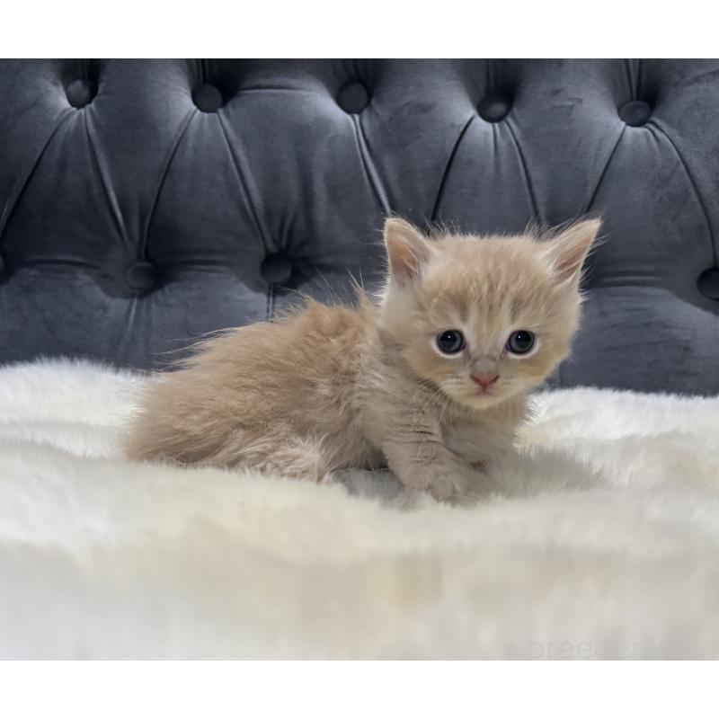 商談中の鹿児島県のマンチカン(短足)-129500の2枚目