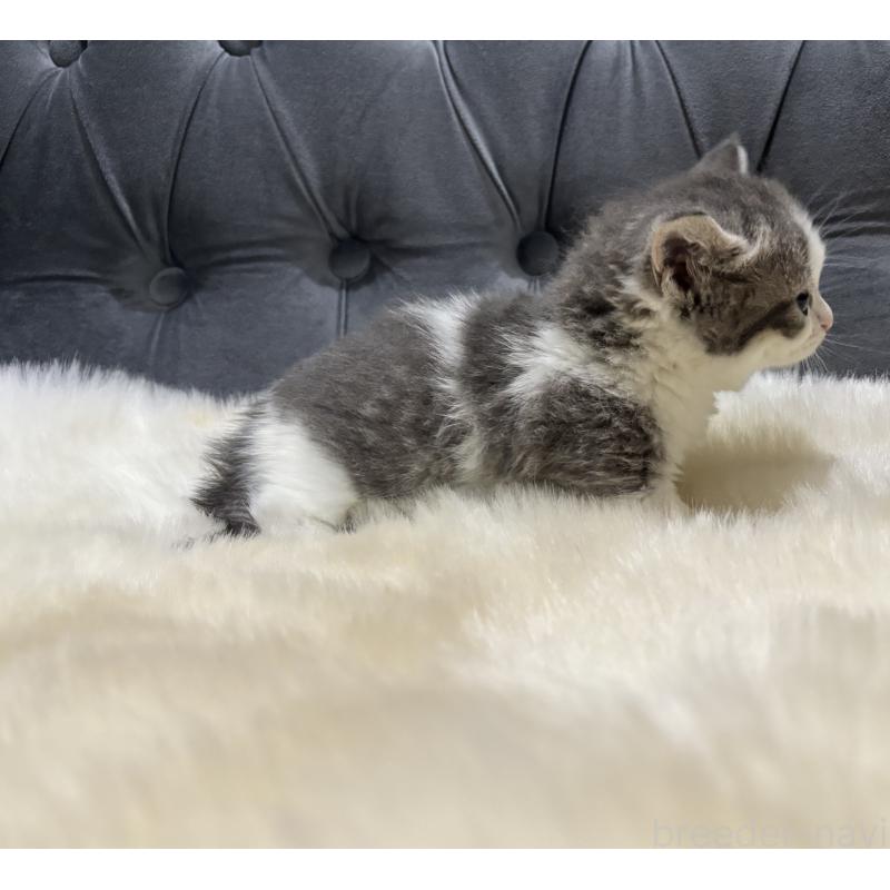 商談中の鹿児島県のマンチカン(短足)-129738の8枚目