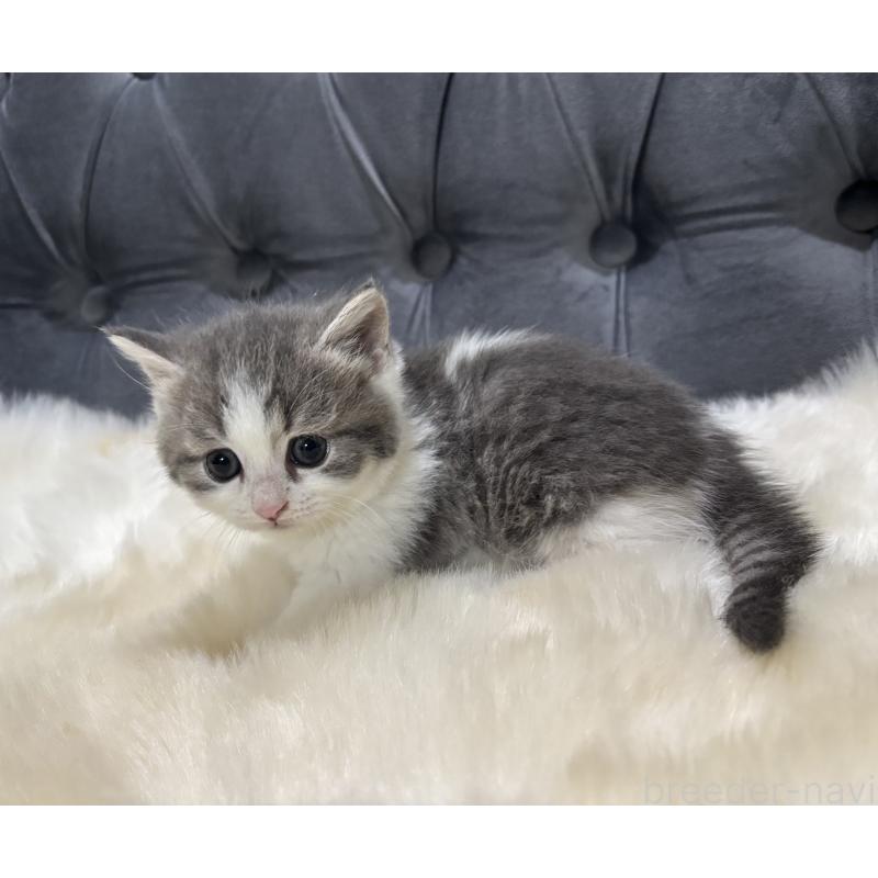 商談中の鹿児島県のマンチカン(短足)-129738の7枚目