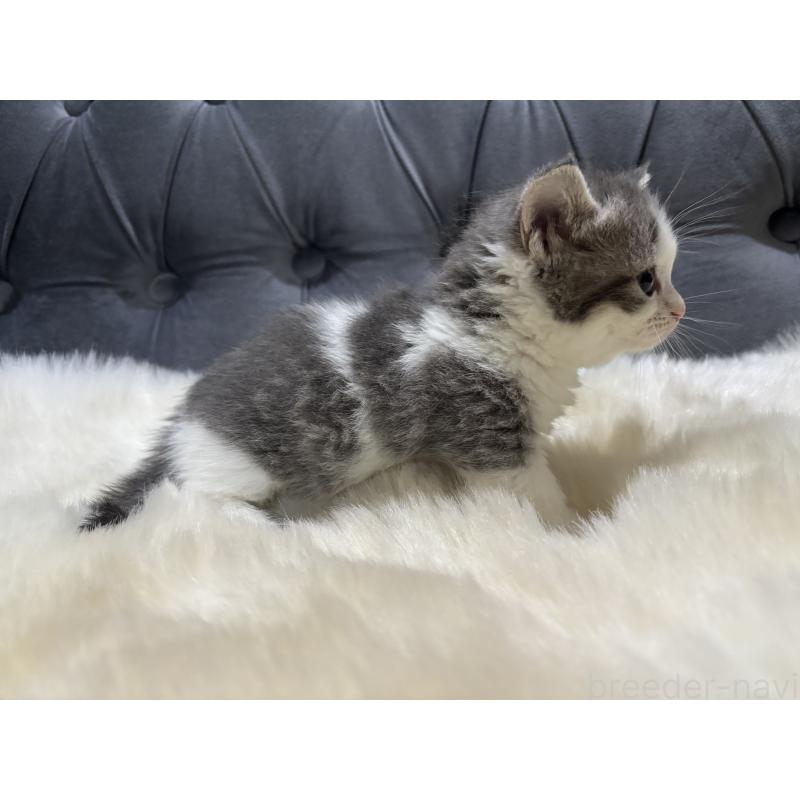 商談中の鹿児島県のマンチカン(短足)-129738の6枚目