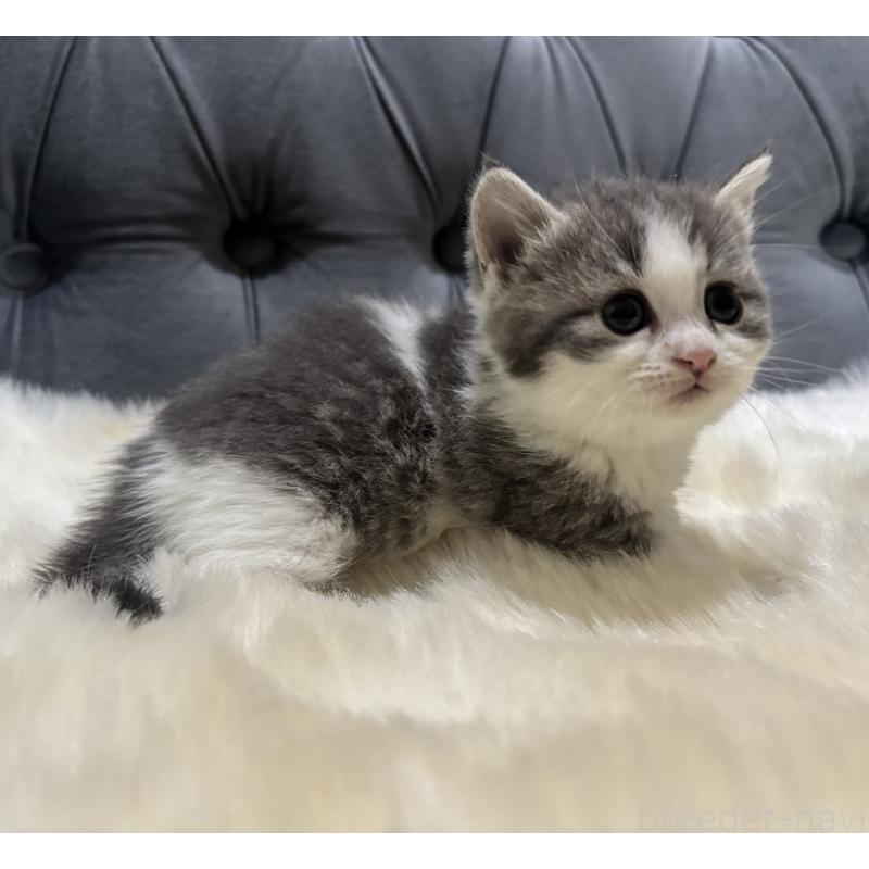 商談中の鹿児島県のマンチカン(短足)-129738の5枚目