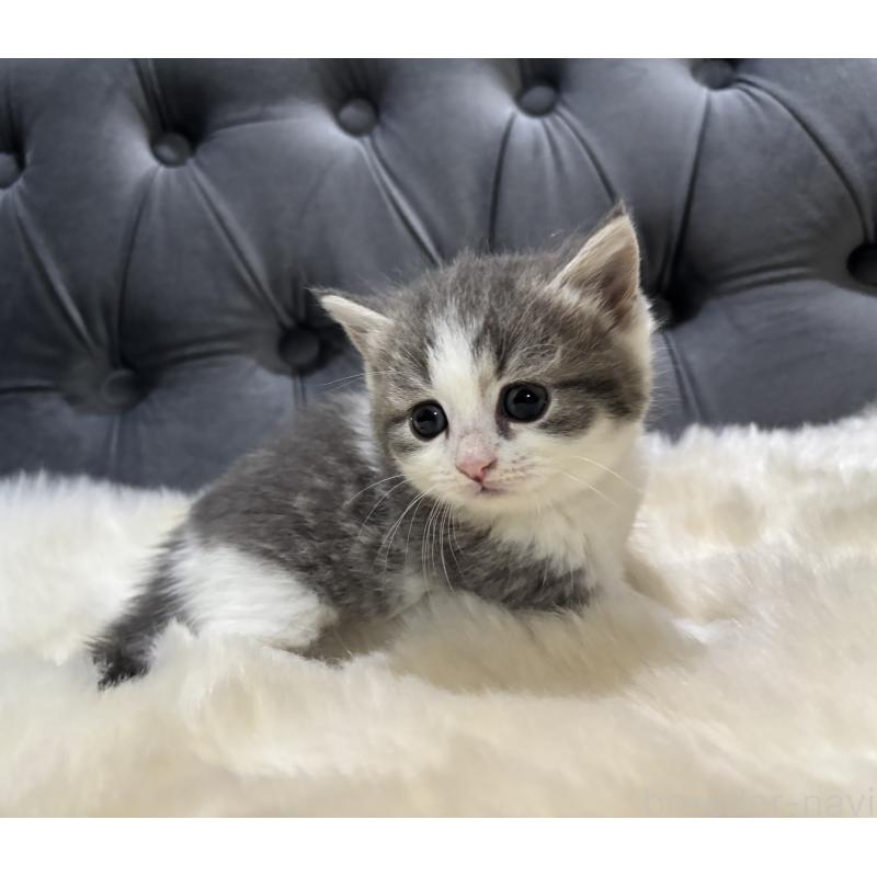 商談中の鹿児島県のマンチカン(短足)-129738の4枚目