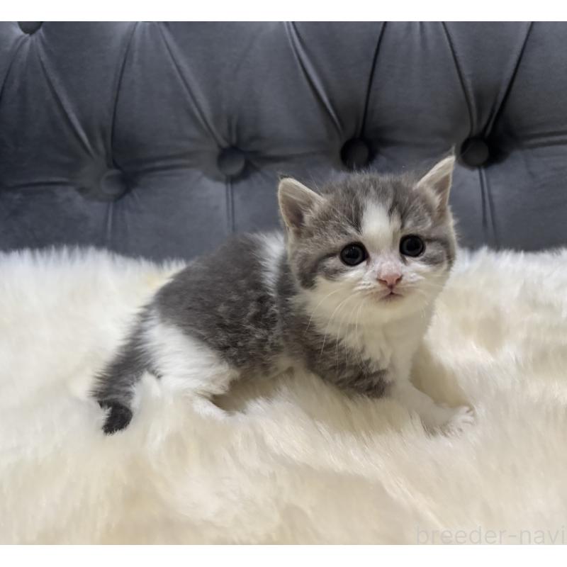 商談中の鹿児島県のマンチカン(短足)-129738の3枚目