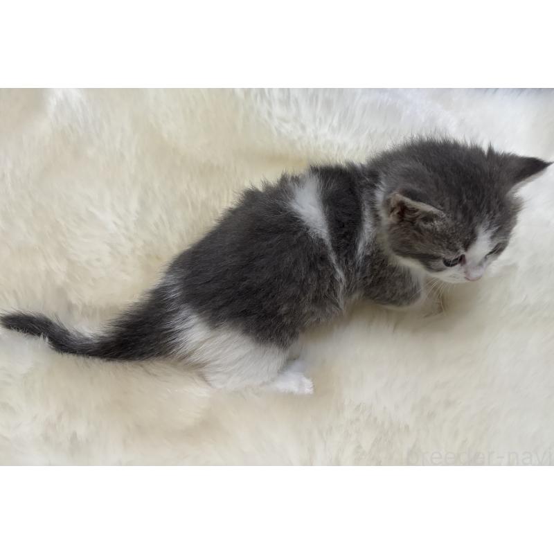 商談中の鹿児島県のマンチカン(短足)-129738の2枚目