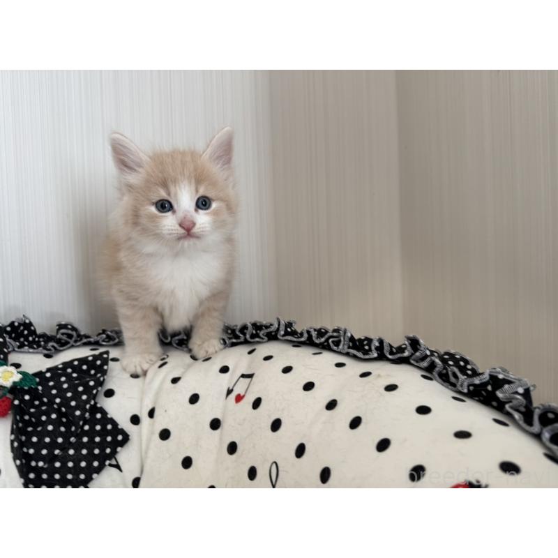 販売中の香川県のノルウェージャンフォレストキャット-130823の6枚目