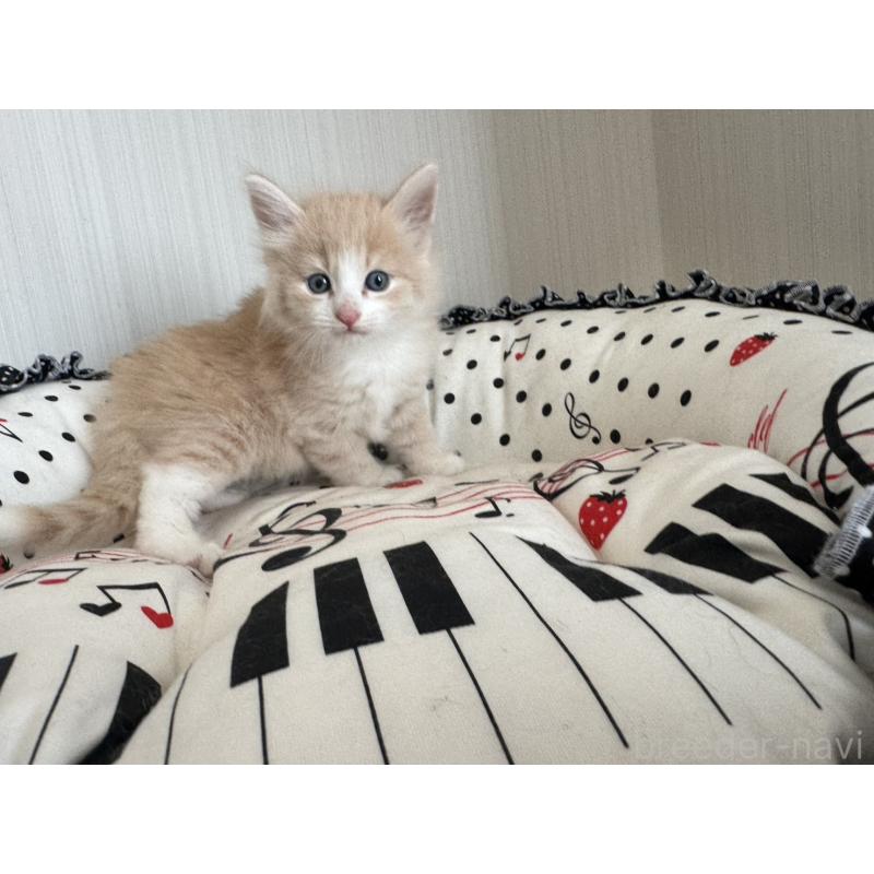 販売中の香川県のノルウェージャンフォレストキャット-130823の5枚目