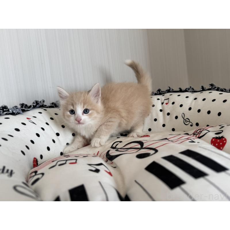 販売中の香川県のノルウェージャンフォレストキャット-130823の4枚目