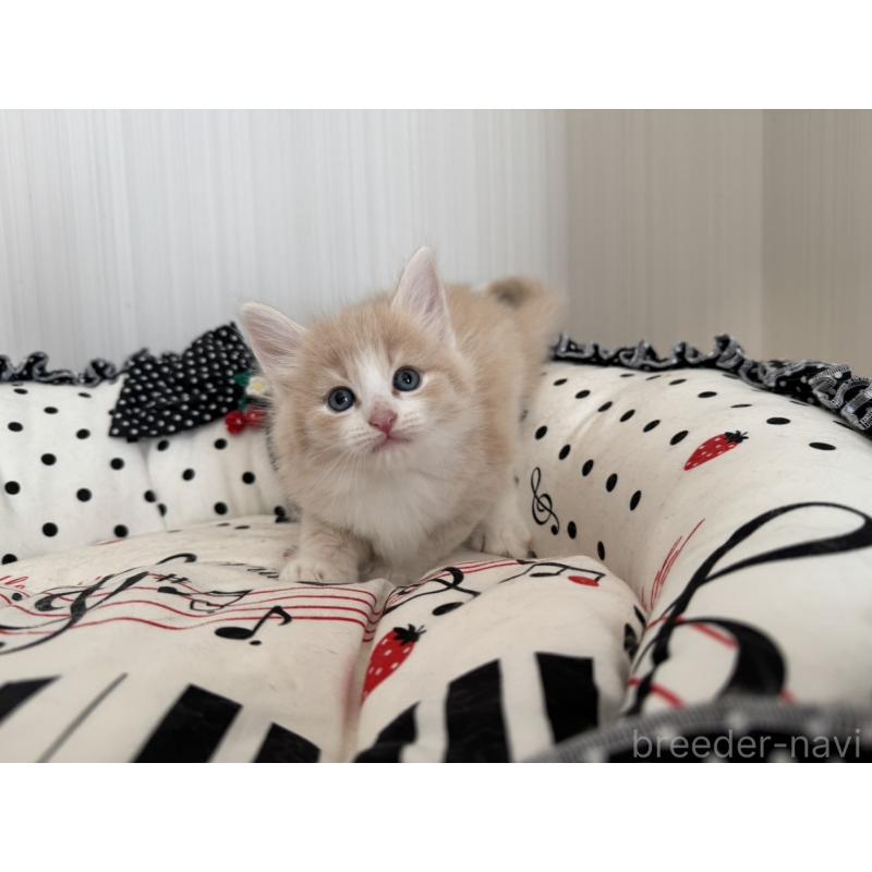 販売中の香川県のノルウェージャンフォレストキャット-130823の3枚目