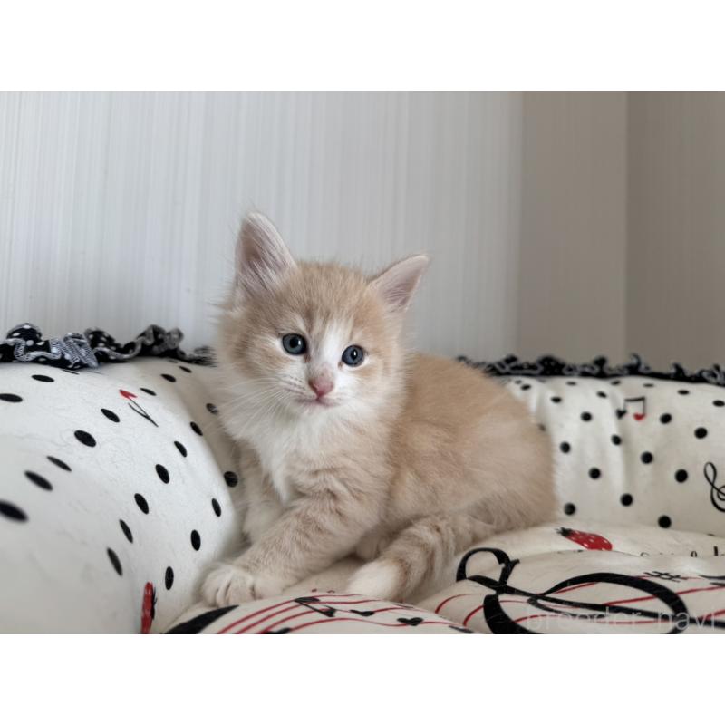 販売中の香川県のノルウェージャンフォレストキャット-130823の2枚目