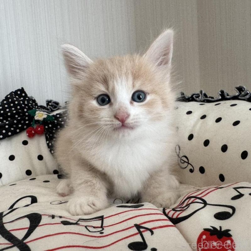 販売中の香川県のノルウェージャンフォレストキャット-130823の1枚目