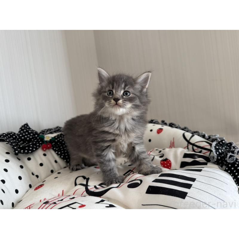 販売中の香川県のノルウェージャンフォレストキャット-130824の6枚目