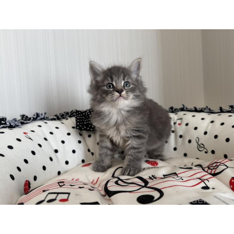 販売中の香川県のノルウェージャンフォレストキャット-130824の5枚目