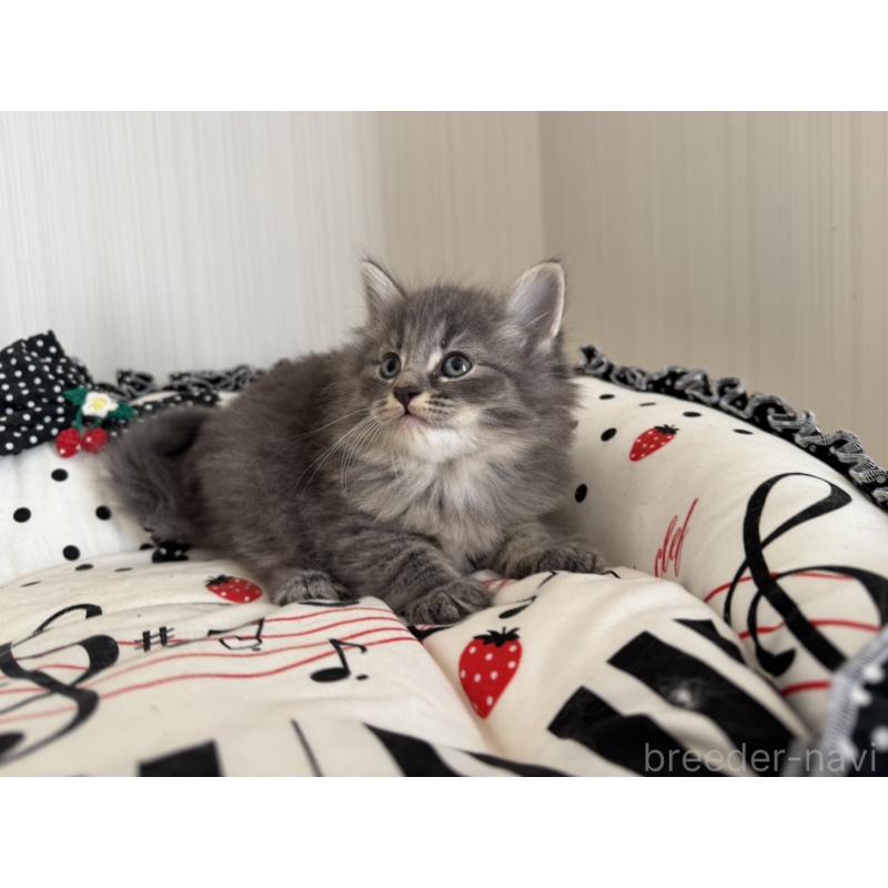 販売中の香川県のノルウェージャンフォレストキャット-130824の4枚目