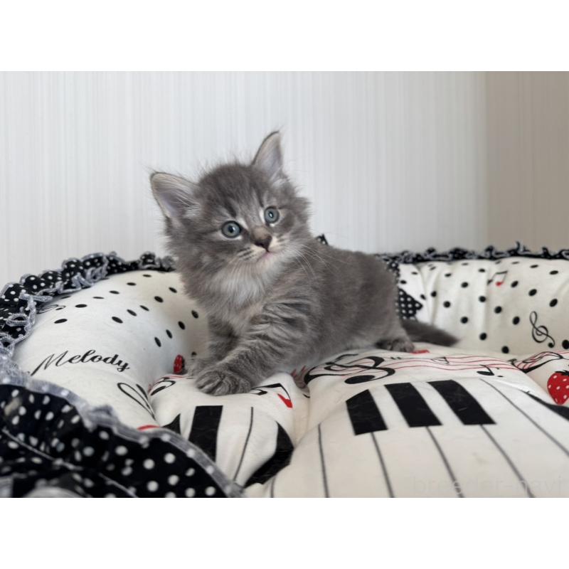 販売中の香川県のノルウェージャンフォレストキャット-130824の2枚目