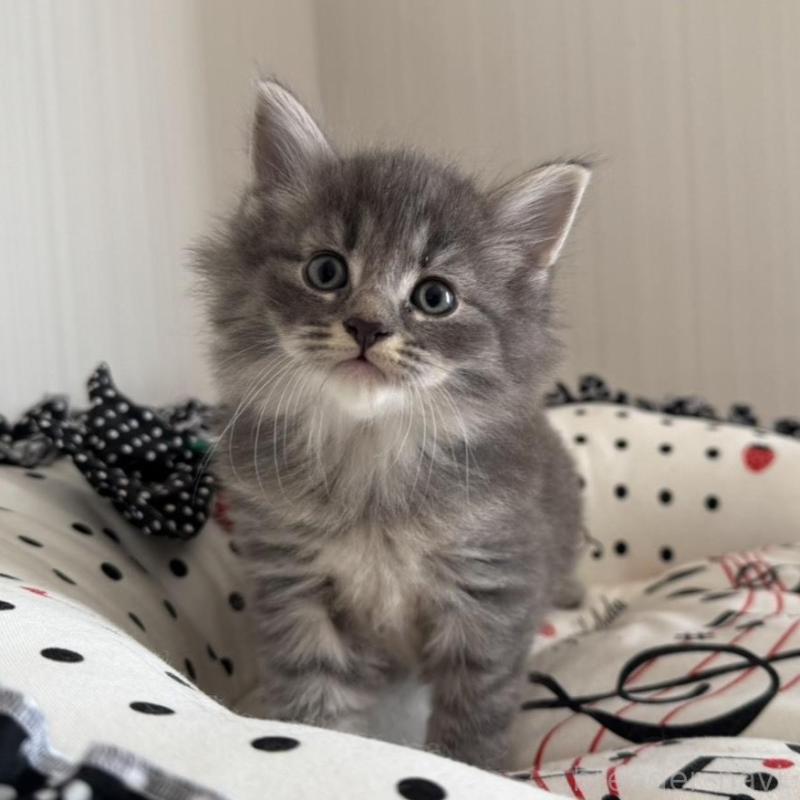 販売中の香川県のノルウェージャンフォレストキャット-130824