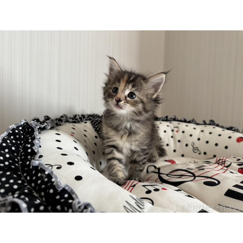 販売中の香川県のノルウェージャンフォレストキャット-130825の6枚目