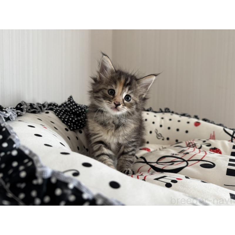 販売中の香川県のノルウェージャンフォレストキャット-130825の5枚目