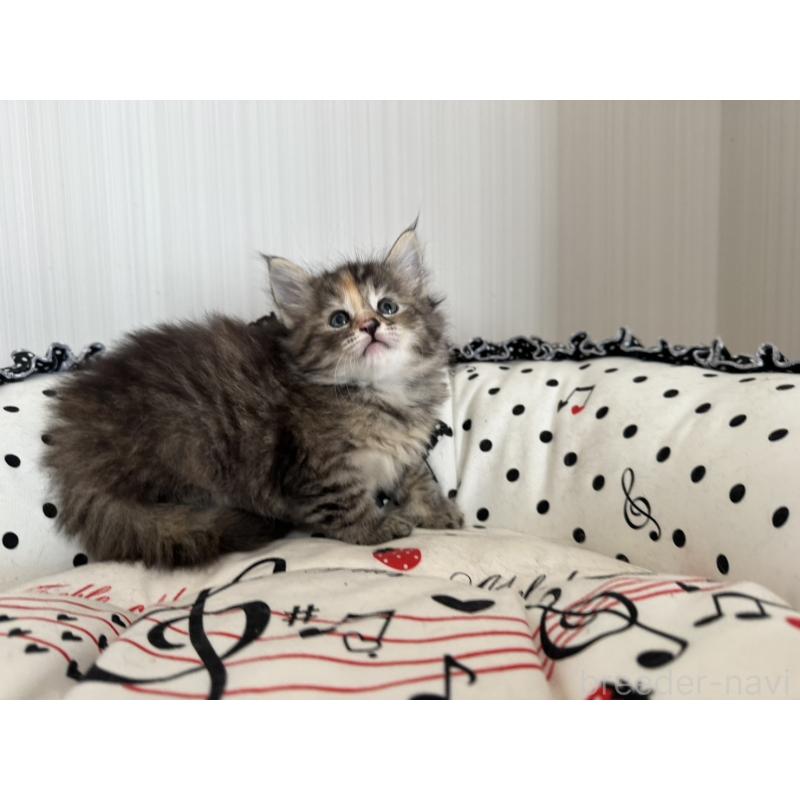 販売中の香川県のノルウェージャンフォレストキャット-130825の4枚目