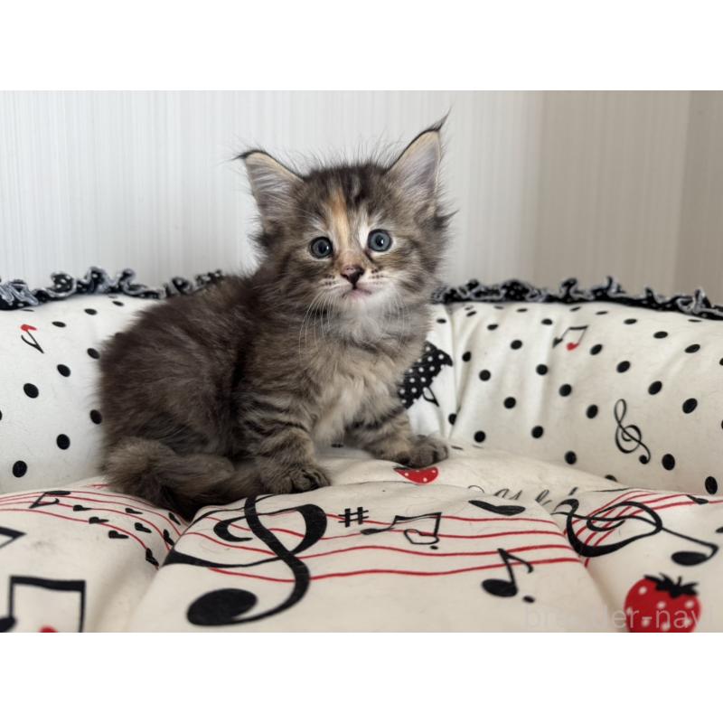 販売中の香川県のノルウェージャンフォレストキャット-130825の3枚目