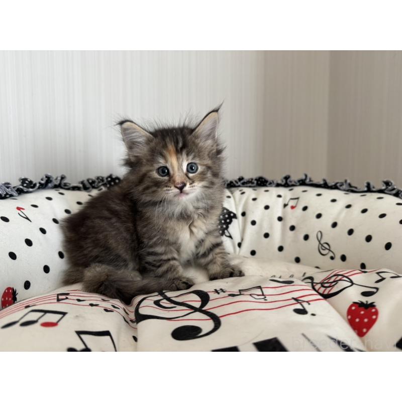 販売中の香川県のノルウェージャンフォレストキャット-130825の2枚目