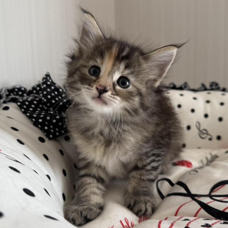 販売中の香川県のノルウェージャンフォレストキャット-130825