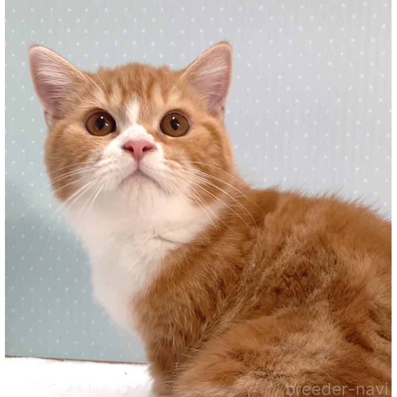 販売中の岐阜県のミヌエット-127835の5枚目